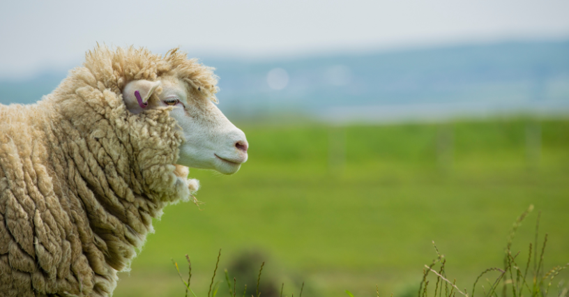 Ovca stojí na lúke s rozmazaným pozadím