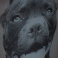 Pánsky batoh Pitbull West Coast Pitbull Ir black/grey 12
