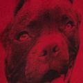 Pánsky batoh Pitbull West Coast Pitbull Ir black/red 13