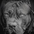 Pánska mikina Pitbull West Coast Born In 1989 Crewneck black 6