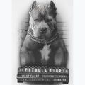 Pitbull West Coast pánske biele tričko Mugshot 2 8