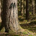 Trekingové palice KADVA Torre adjustable carbon green 9