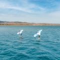 Aztron Soar 4.0 Air Wing pre Wingfoil 5