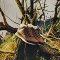 Pánske topánky New Balance 754 Classic brown 12