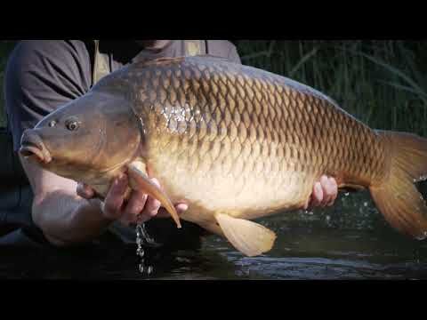 Kaprový prút Sportex Purista Carp XTF čierny 130275 6